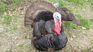 Chocolate Turkeys: The Sweetest Holiday Centerpiece
